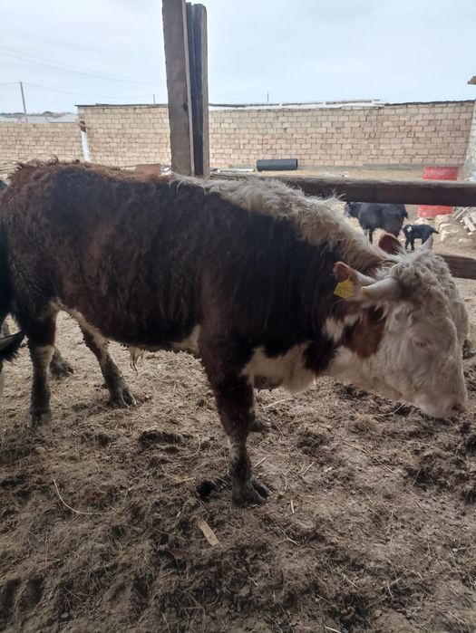 Сиыр Бұқа 1.5жас сатылады