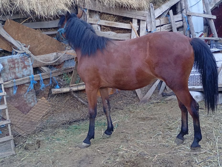 Vând noatină de 1 an și 3 luni