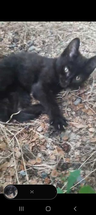 Черный котенок в добрые руки