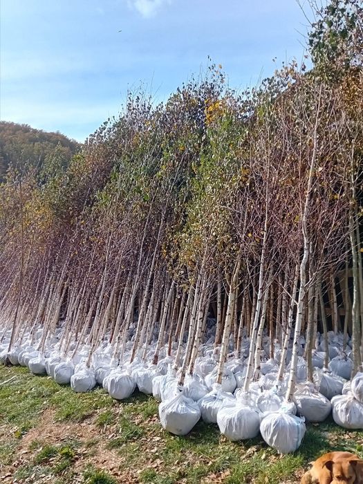 Vând mesteacăn alb ornamental diferite dimensiuni