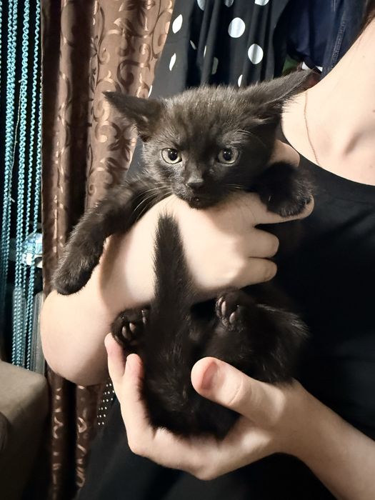 Отдам котенка в добрые руки!