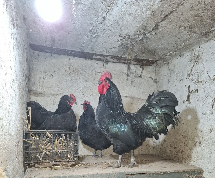 Oua de incubat italian alb și australorp