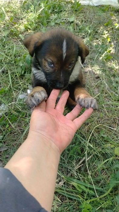 Милый пёсель мальчик