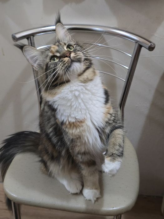 Девочка мейн-кун