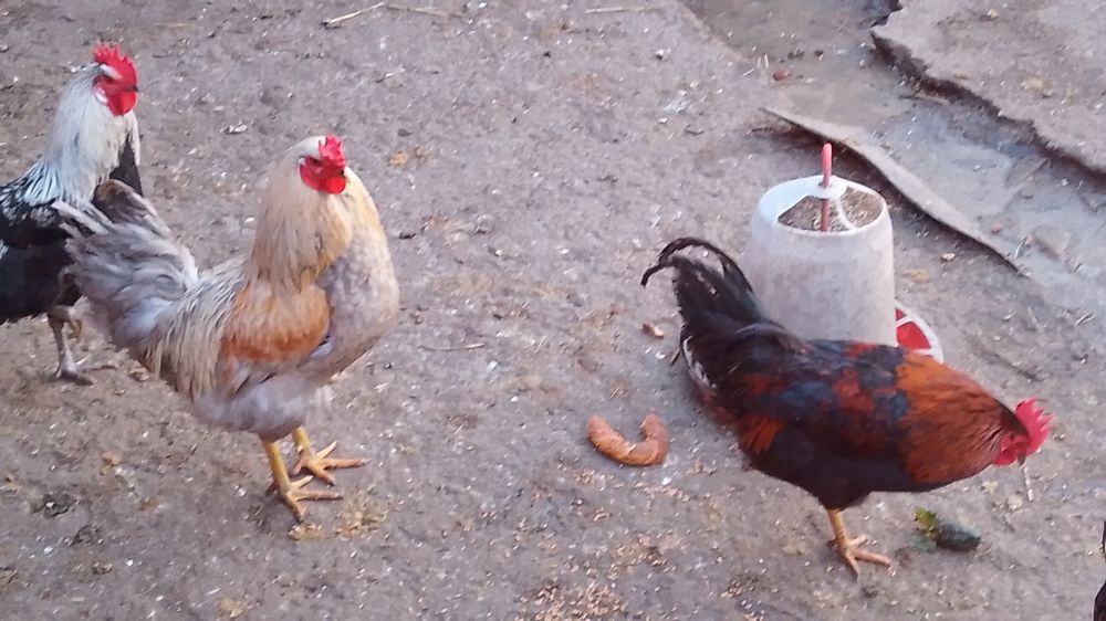 Cocoși comuni de vânzare