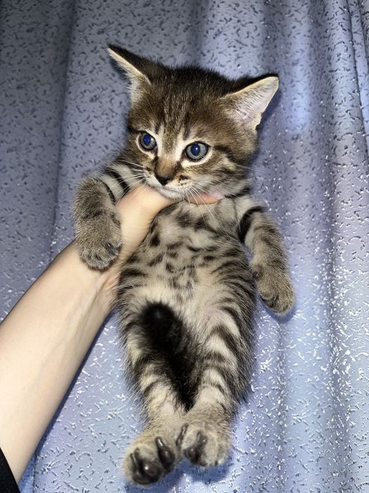 Отдаем котят в добрые руки