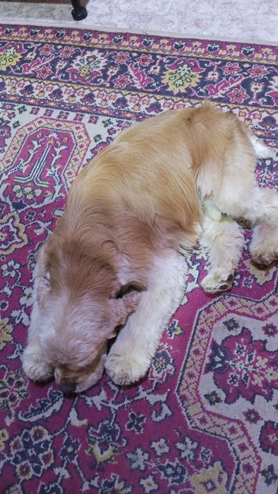 Собака  американский кокер спаниель 5 лет мальчик