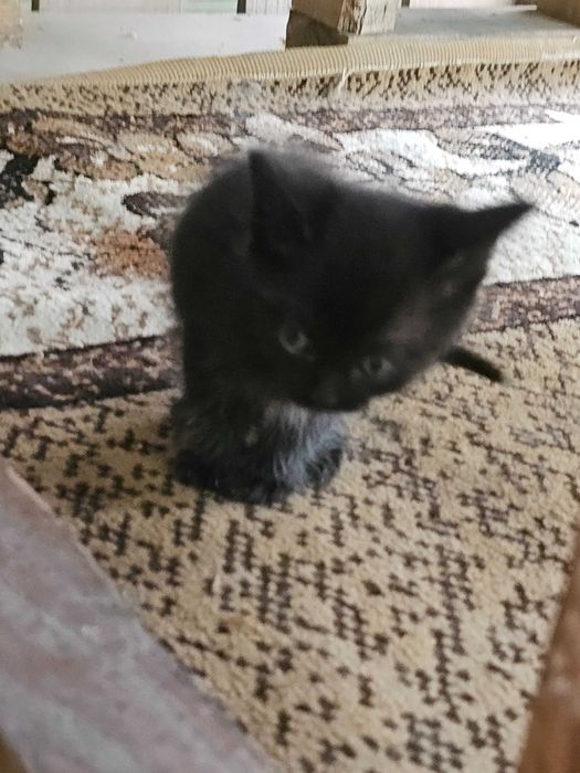 Отдам кошку и котят