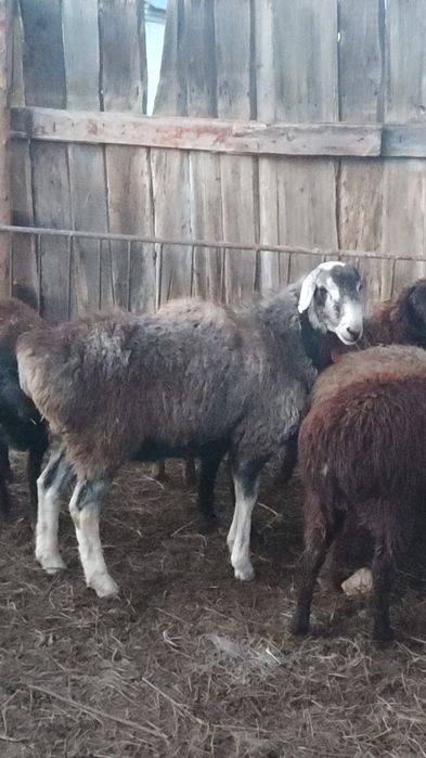 Кошкар сатылады гиссар.180 мын.