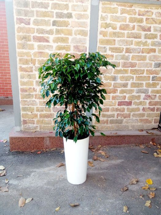 Офисные растения цветы