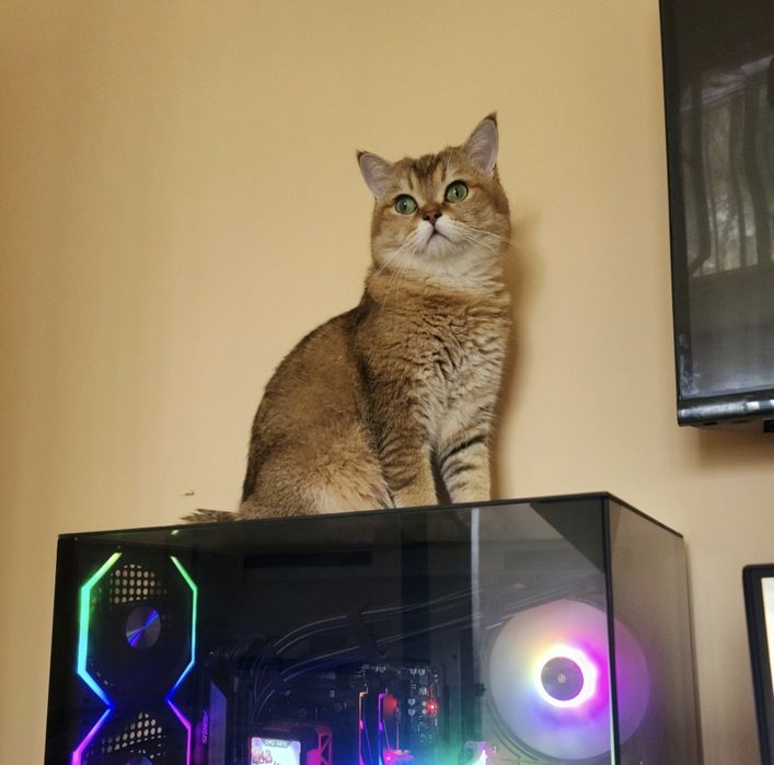 Вязка Vyazka Britanskiy shinshilla Toza qon