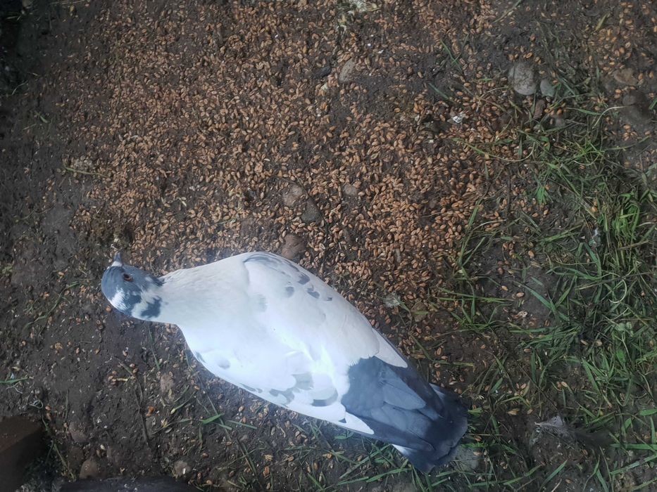 Porumbei straseri de vanzare