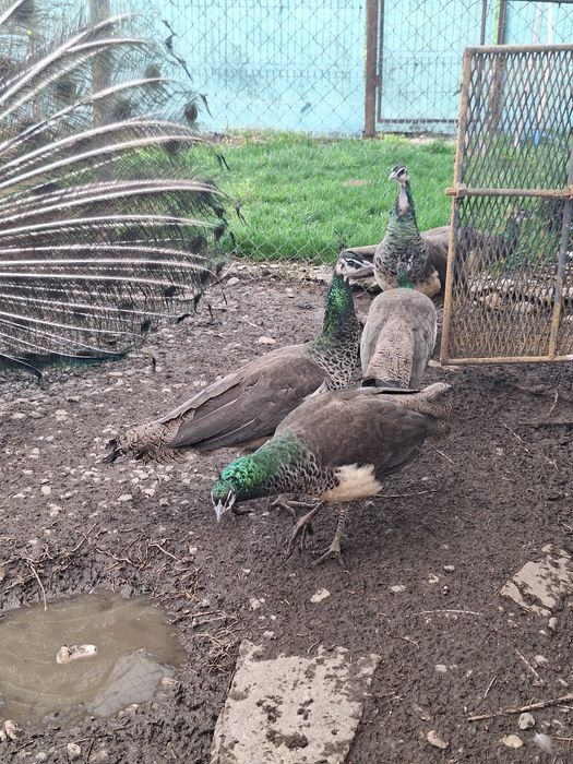 Vand paunite tineret