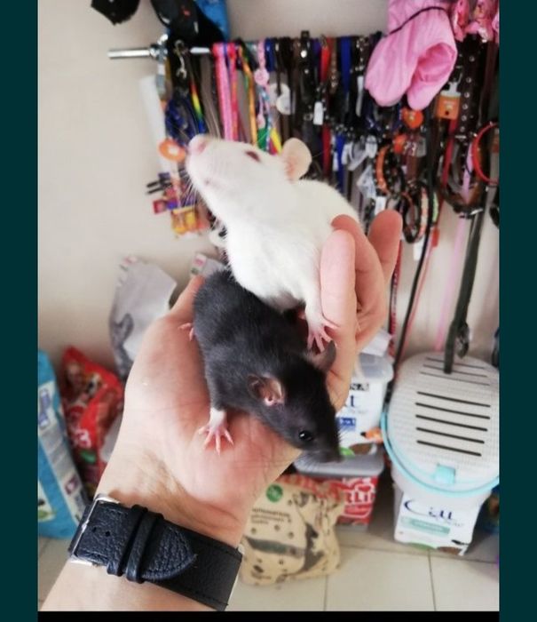 Крысята  декоративные