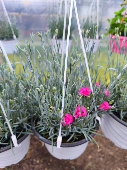 Garofițe responsabile pentru Dumneavoastră!