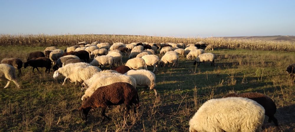 De vânzare oi turcane