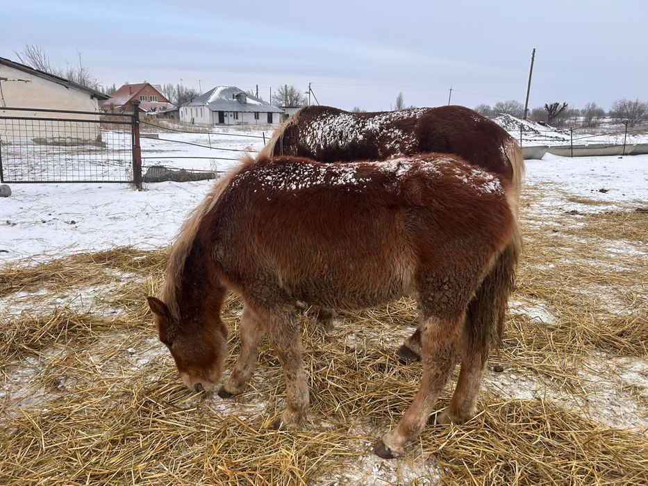 Продам кобылы тяжеловоз