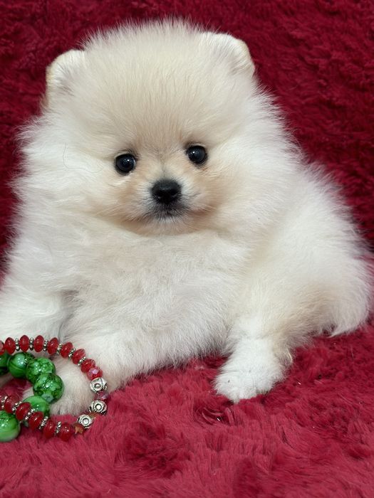 Шикарные малыши шпица