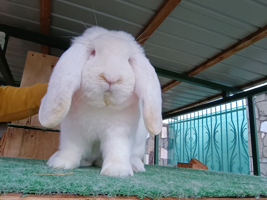 Iepuri din rasa uriaș german și berbec german