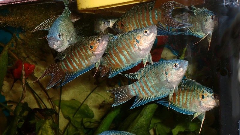 Рыбки в подарок при покупке аквариума