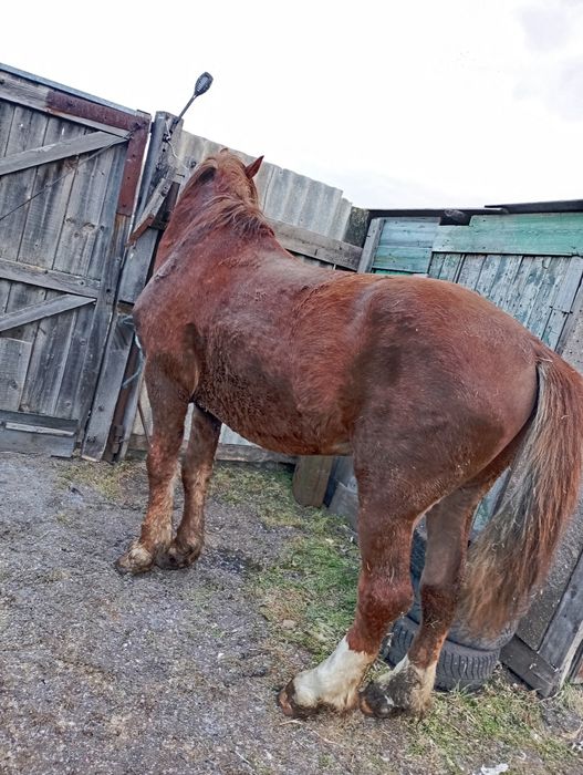 Продам жеребца айгыр