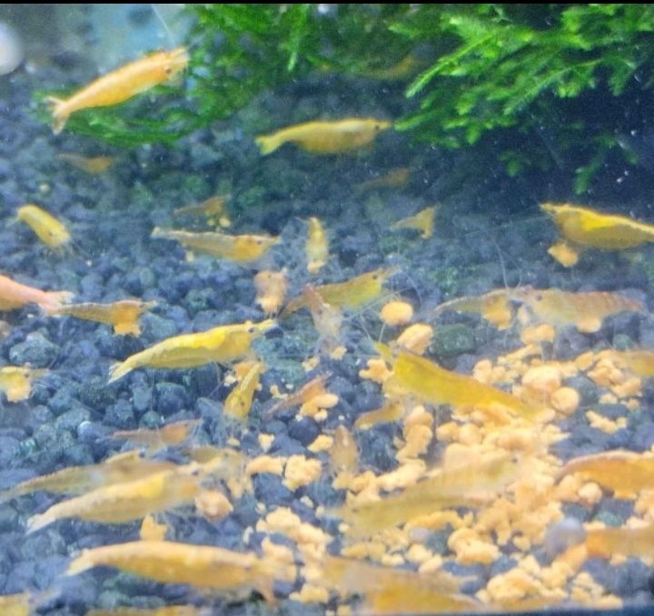 Creveti acvariu galbeni,yellow shrimp,creveți acvariu