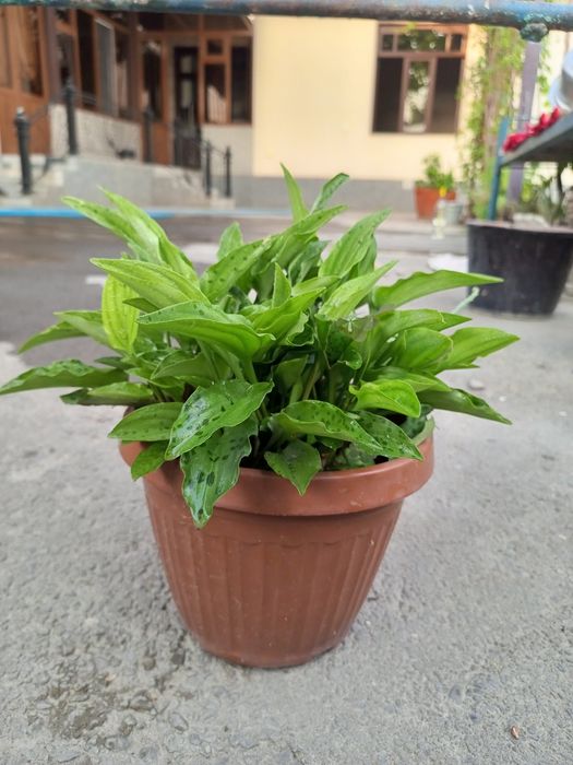 Drimiopsis o'simligi