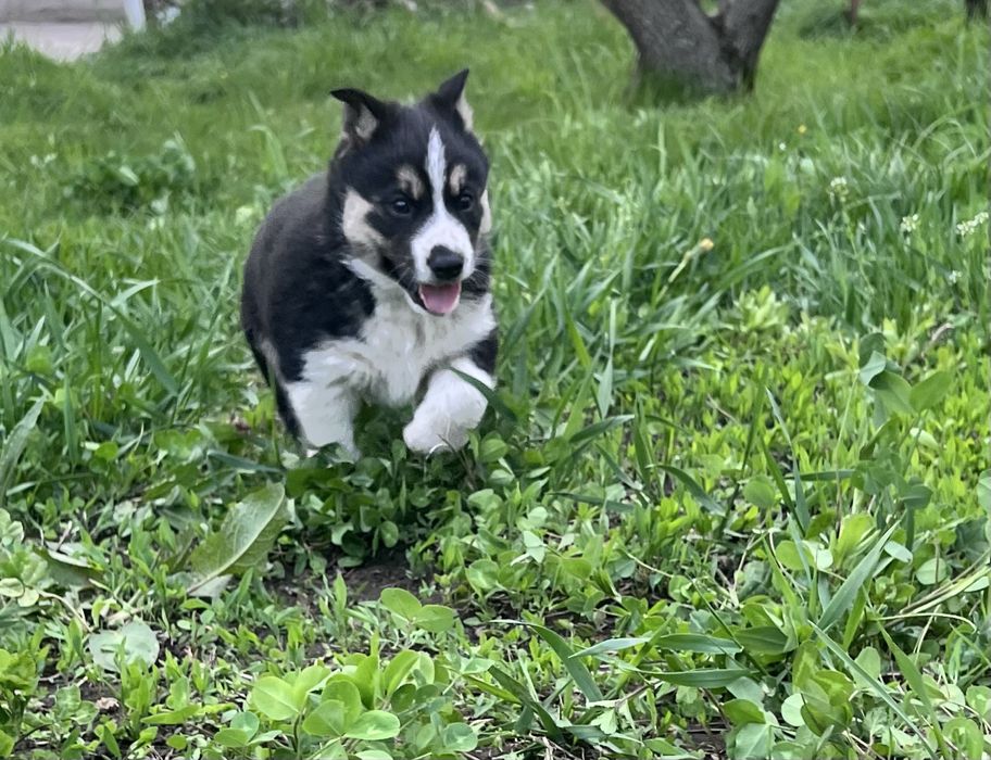 Отдам щенка хаски