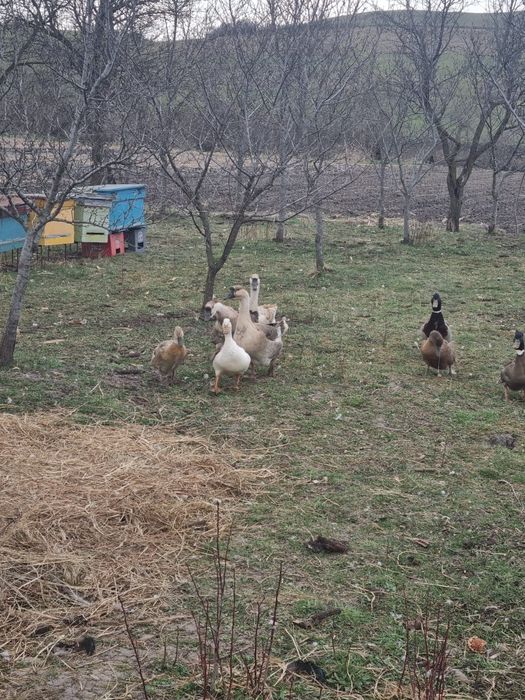 Rațe și gâște de vânzare