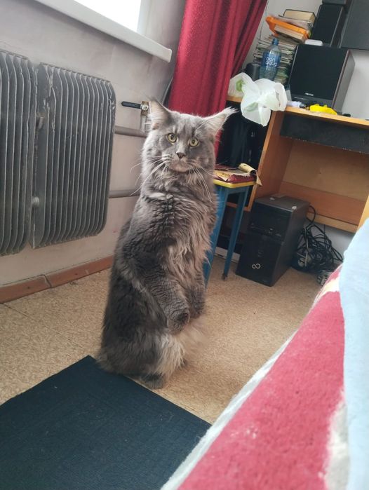 Вязка кот Мейн-кун