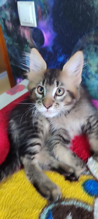 Продам котенка мальчика Мейн-Кун. С документами.