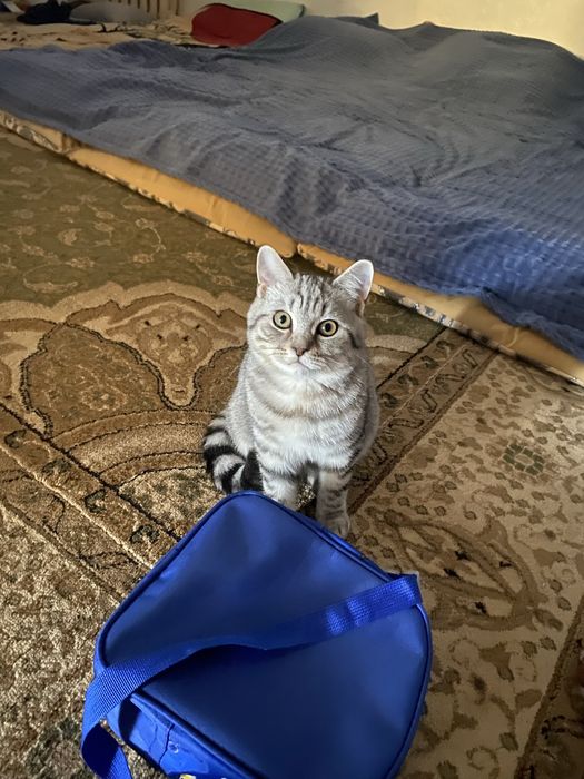 Британский кот!!!