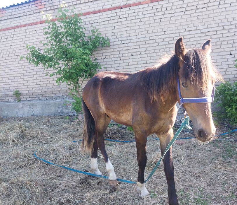 Жеребчик 1.4 гнедой