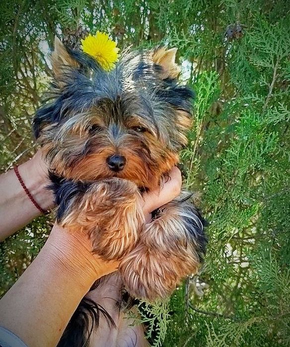 Щенок йоркширский терьер