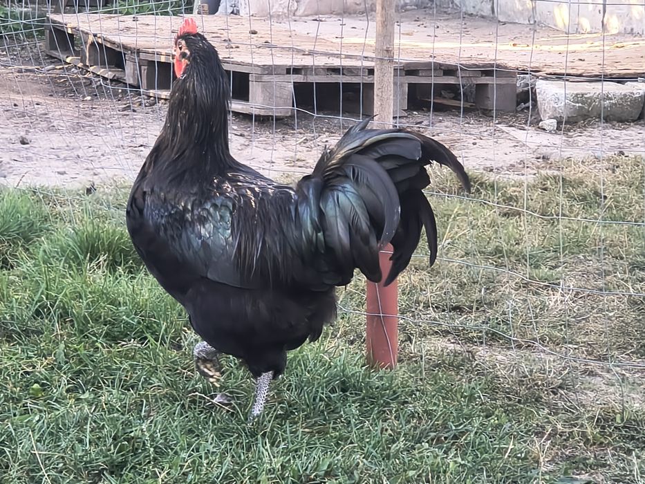 Vând cocos australorp .