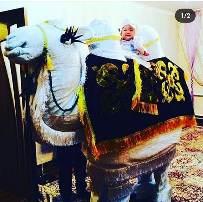 Туйе Акку выход тойбастар