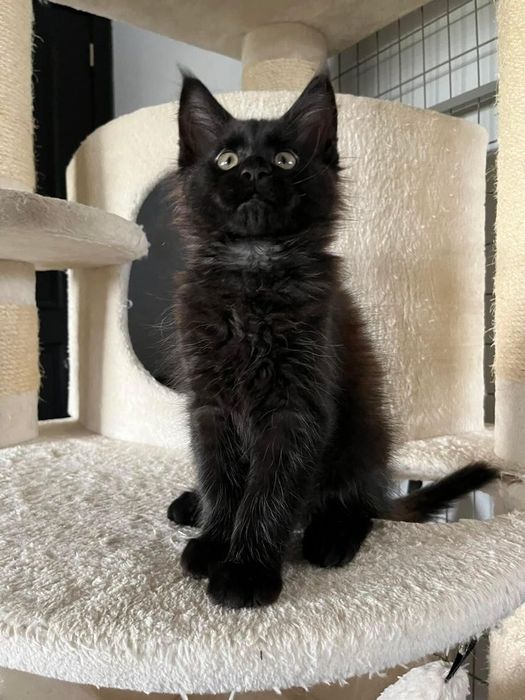 Maine coon dispinibil