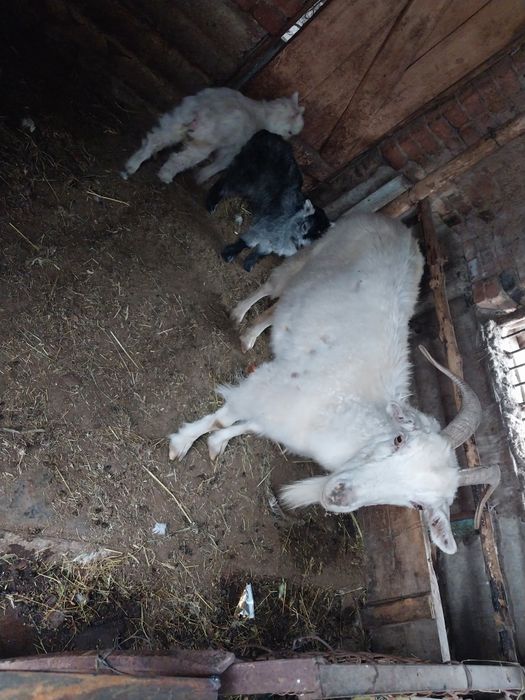 Прадам хорошую казу