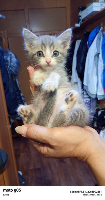 Отдам котят в добрые руки