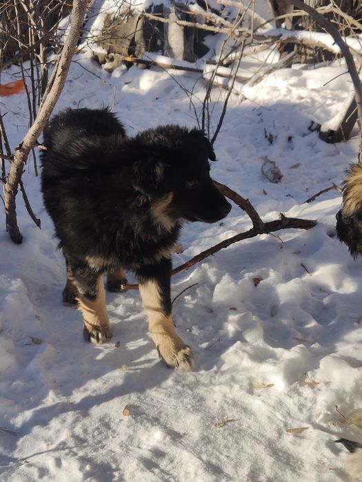 Отдадим щенков смешанной породы
