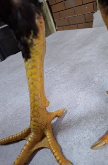 Дакан петух бойцовые