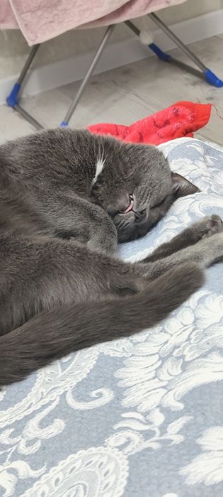 Кот в хорошие руки