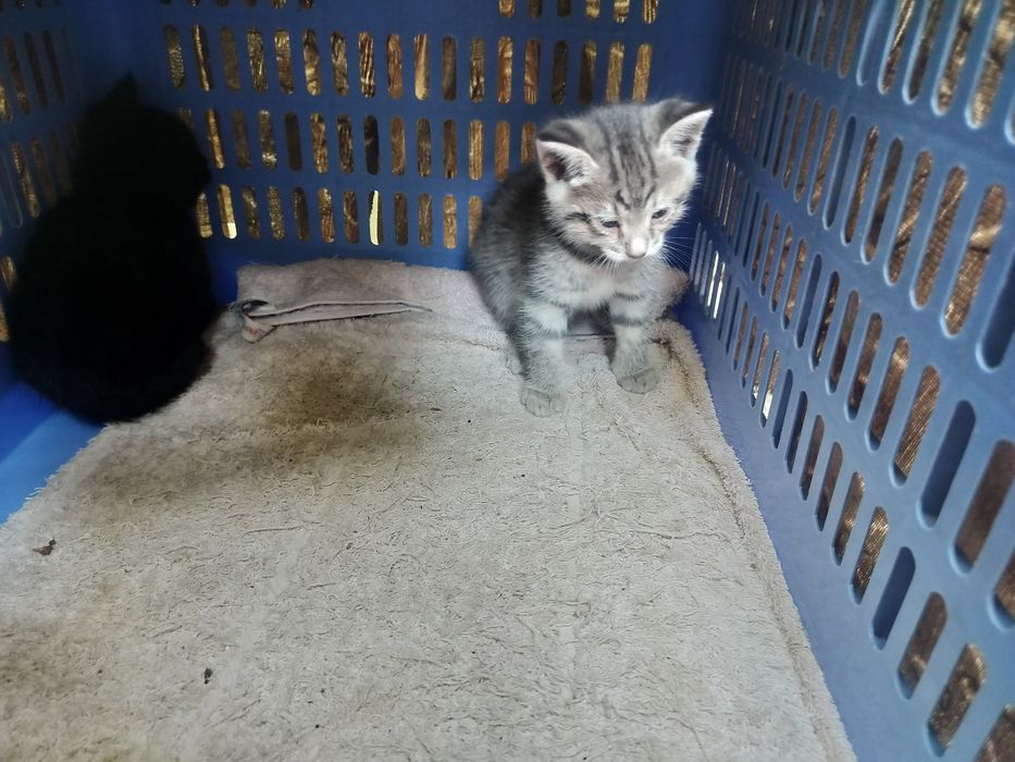 Ken va Barbie jinsiy aloqa