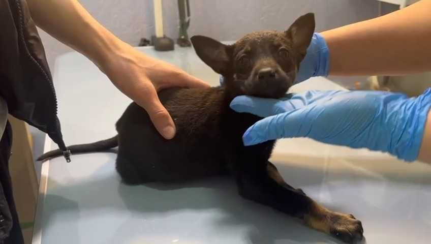 Щенкам нужен дом! Срочно!