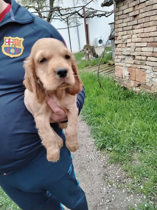 Английски кокерчета