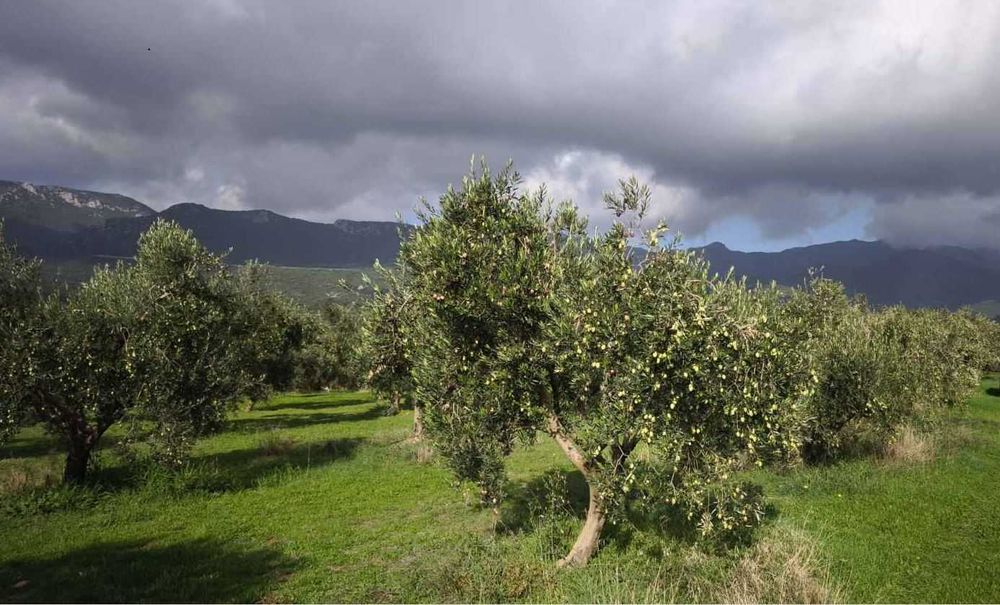 Домашен зехтин – реколта 2025 | студено пресован | 5 кг тенекия