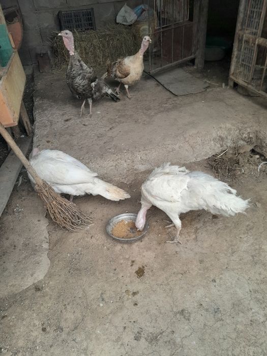 Продам молодых индюков