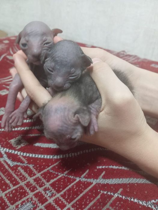 Котята сфинкса донского