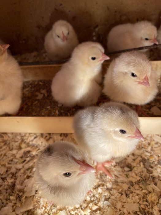 Цыплята Адлер серебристый.