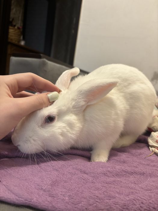 Продам декоративного кролика